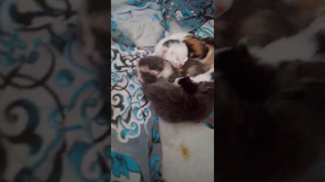 Отдам котят (вместе с кошками) в хорошие руки.