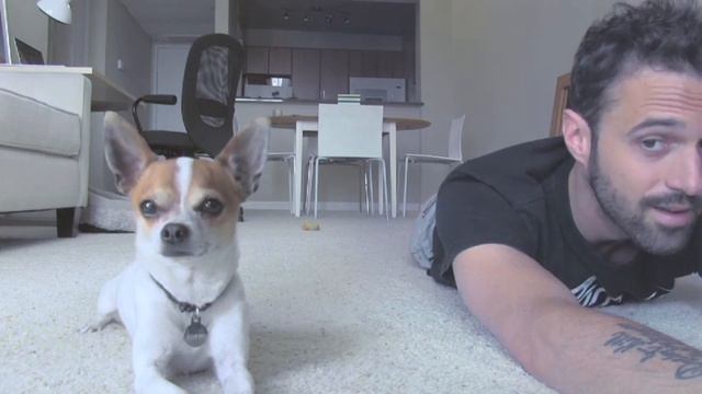 Yoga with a chihuahua #4 смотреть онлайн