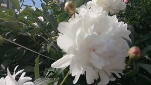 Бабушкин пион. Старинные французские сорта пионов. «Фестива Максима»
