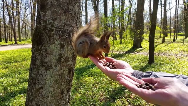 Кормление белки 2 смотреть онлайн