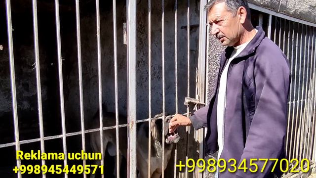 SOTILADI/ALABAY ITLAR/BUXORO JONDOR/JONDOR UZ смотреть онлайн