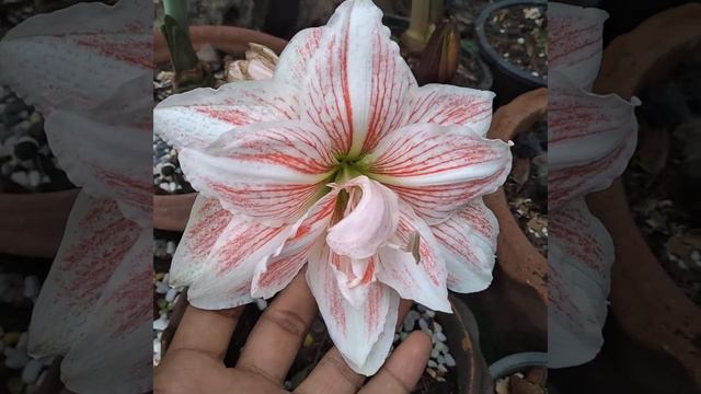 #ว่านสี่ทิศ #Amaryllis🌷🌷🌷 มีนามว่า..Dancing Queen смотреть онлайн