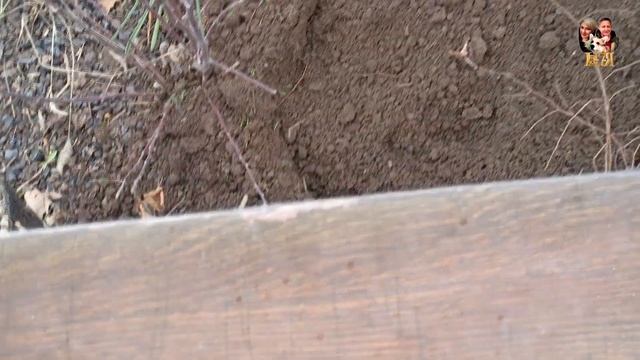 37-23!Дач/влог: съездили на рынок и проехали на дачу, посадили тюльпаны Айс Крим и посеяли сидерат смотреть онлайн