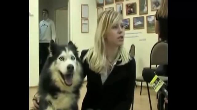 СВЕЖЕЕ ВИДЕО..САМОЕ НОВОЕ ПРИКОЛЬНОЕ ВИДЕО.ПРИКОЛЫ ДЛЯ МУЖИКОВ 2016 НЕЛЕПЫЕ СИТУАЦИИ В ЖИЗНИ . смотреть онлайн