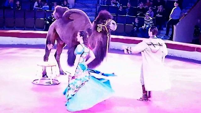 Верблюды в Самарском цирке. Видео Татьяны Крестьянсковой смотреть онлайн