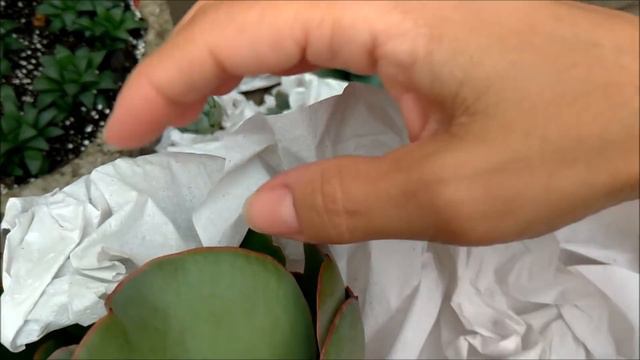 COMPRINHAS de suculentas TÃO ESPERADAS / Simone Felic смотреть онлайн