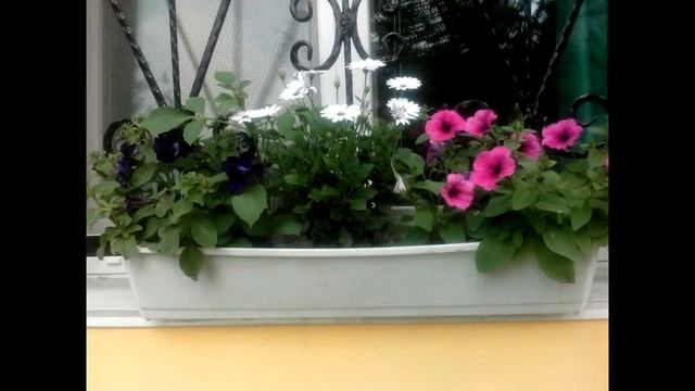 СУРФИНИЯ, ПЕТУНИЯ - ШИКАРНОЕ УКРАШЕНИЕ САДА!!! SURFINIYA, petunias - GORGEOUS garden ornaments !!! смотреть онлайн