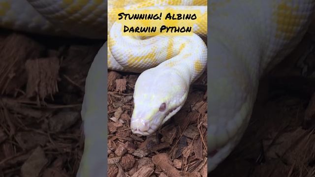 Albino Darwin Carpet Python. She’s gorgeous! #carpetpython смотреть онлайн