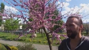 Церцис канадский - отчёт 2020 год