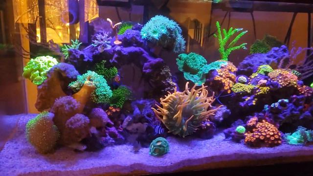 40g Mixed Reef Tank - Progress Video смотреть онлайн