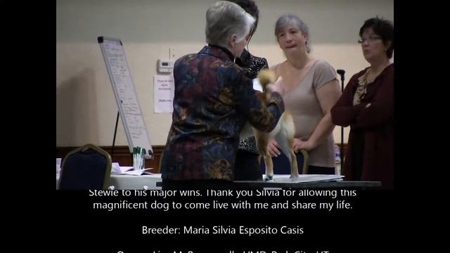 2011 National Shiba Club of America Top Twenty Competition смотреть онлайн