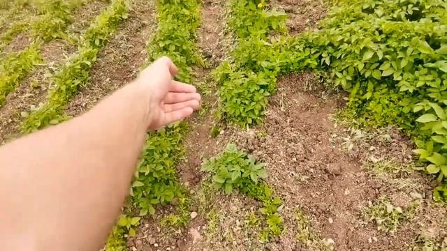 Как прополоть картошку смотреть онлайн