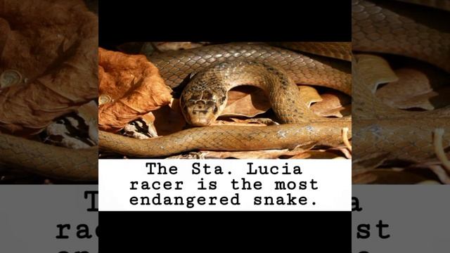 SHOCKING FACTS ABOUT SNAKES смотреть онлайн