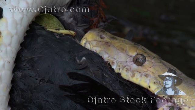 Python Eats Duck 01 Time Lapse смотреть онлайн