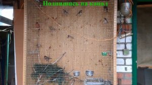 певчие птицы в вольере