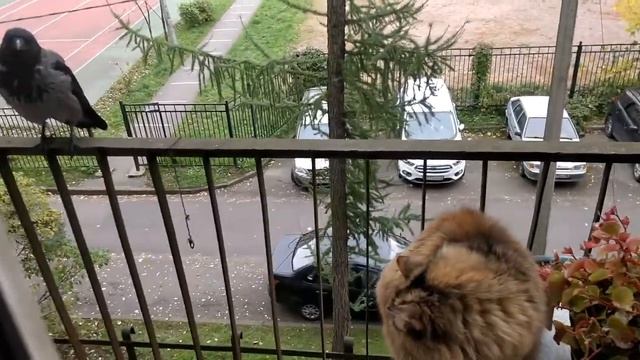 Ворона выгнала кошку с балкона. Прилетела дикая ворона. Ворона не боится людей. смотреть онлайн
