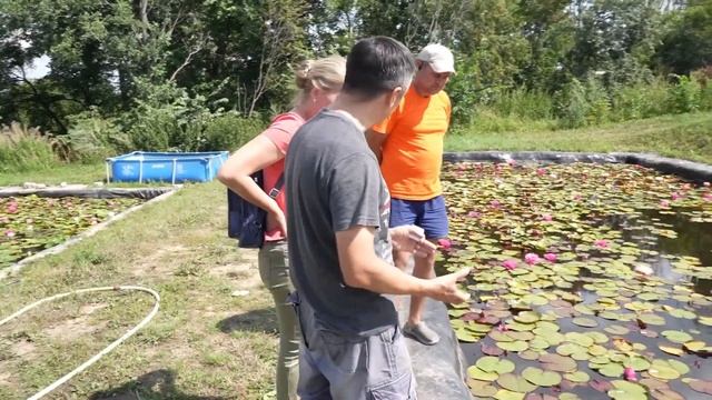 Нимфеи российской селекции. Сорт рубиновый грааль. смотреть онлайн