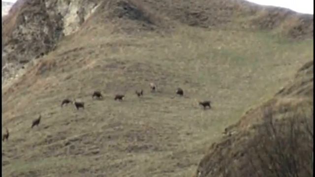 животный мир чеченской республики Шаройский район смотреть онлайн