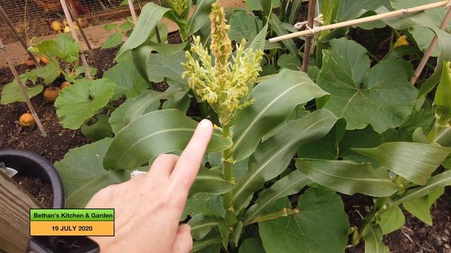 Tour of back Garden July 2020 смотреть онлайн