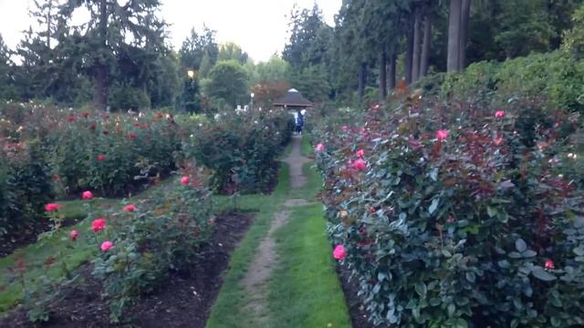 США. Коридор роз, Rose Park смотреть онлайн