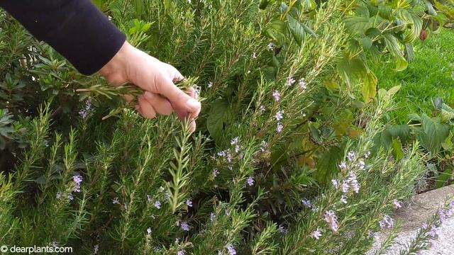 How to propagate rosemary by cuttings (Rosmarinus officinalis) смотреть онлайн