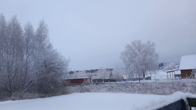 Деревья в серебре.