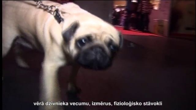 Корм и медикаменты для домашних животных смотреть онлайн