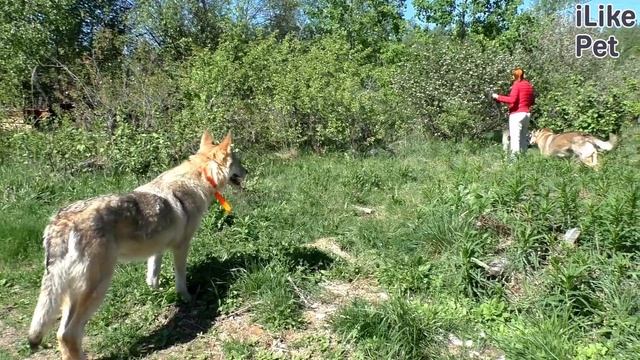 Приют для волков «Чертог волка» смотреть онлайн