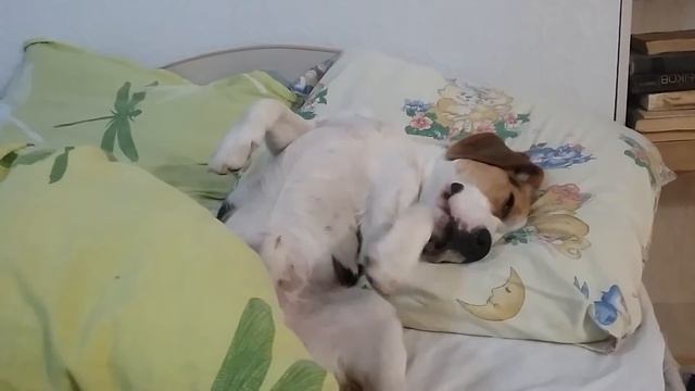 Сладкий сон биглюши | Бигль | Beagle смотреть онлайн