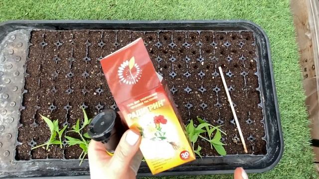 Черенкуем гортензию в марте смотреть онлайн