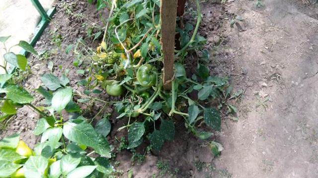 Как сделать теплицу своими руками смотреть онлайн