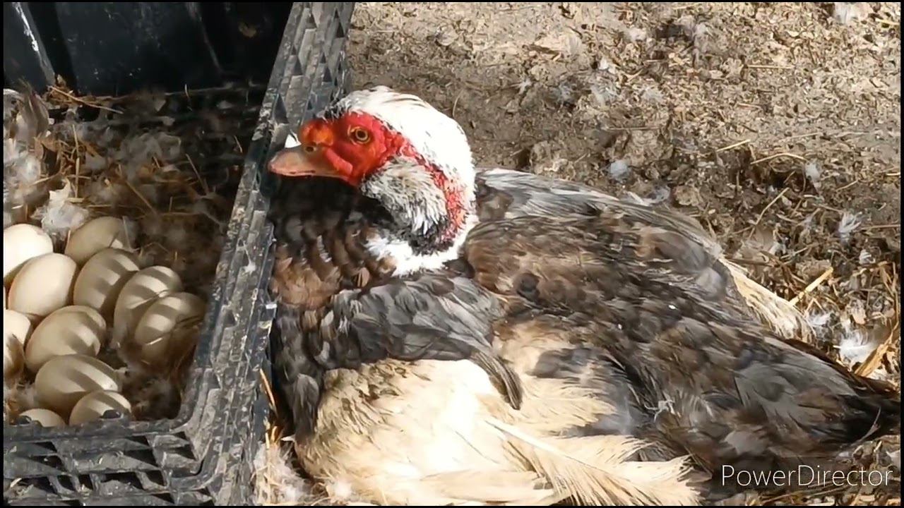 Я обманываю зрителей!???