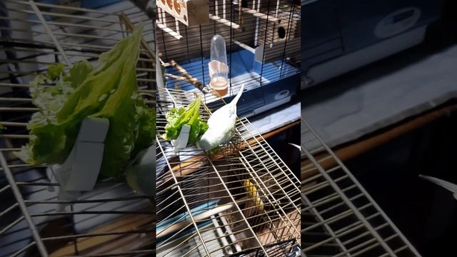 Том обрадовался что я купил зелень смотреть онлайн