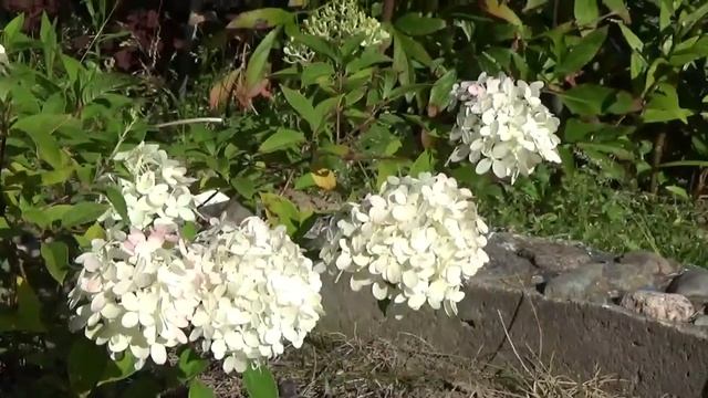 ДАЧА О РОЗАХ и Гортензиях.Наши мини урожаи))Ежевика Из раннего: как цветет ДЕЙЦИЯ и СКУМПИЯ.Зоосад смотреть онлайн