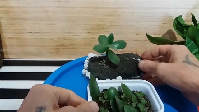 Формировка красулы зимой Formulation of Krasula in winter смотреть онлайн