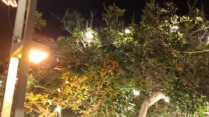 Израиль. Хайфа.Предновогодняя прогулка...????