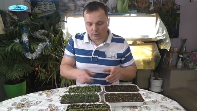 Тянется рассада после всходов? Сделайте так и вытягивания не будет! смотреть онлайн