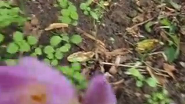 Безвременник цветет в сентябре смотреть онлайн