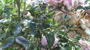 Rosa ´Alexandra Princesse de Luxembourg´