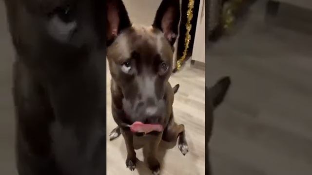 Pitbull & Huksy Mix GROWING UP "1year in 2minutes!" PITSKY Growing up смотреть онлайн