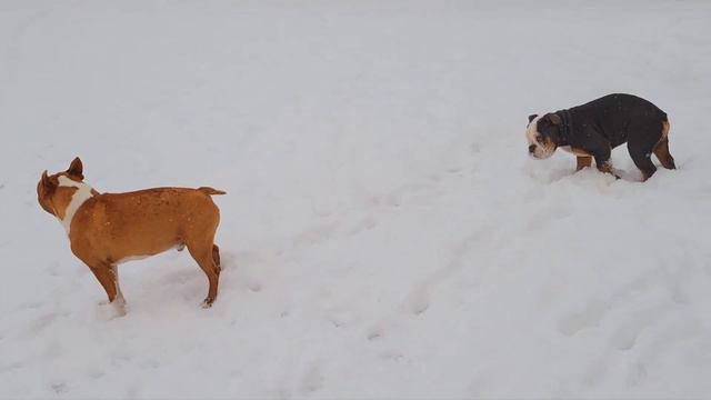 My Red Boston Terrier And Olde English Bulldog Are Playing In The Snow