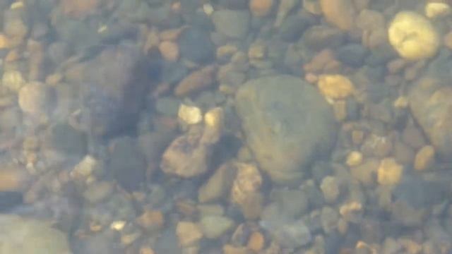 Жизнь маленьких рыб (The life of small fishes) смотреть онлайн