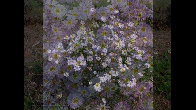 БРАХИКОМА (BRACHYCOME) сем. Сложноцветные смотреть онлайн