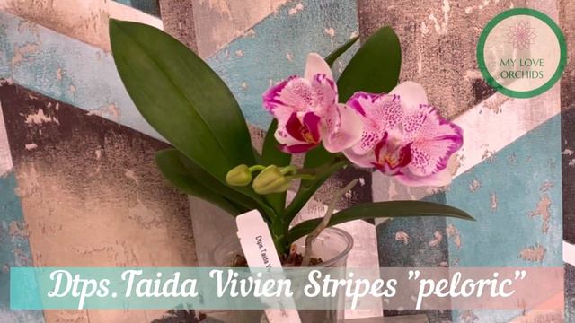 Dtps. Taida Vivien Stripes "peloric" смотреть онлайн