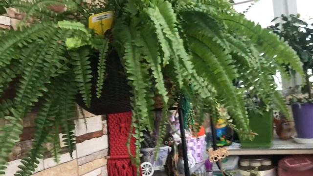 Мои комнатные цветочки в феврале ? смотреть онлайн