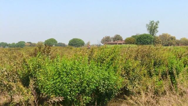 Ашрам Девпур Гошала Варанаси Индия аэросъемка МахаБхарата #Skazkin #mw_i