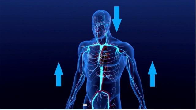 Направление движения ПОТОКОВ КРОВИ. Молитва Иисуса. А А Бу Н Д-бвш Май О О. смотреть онлайн