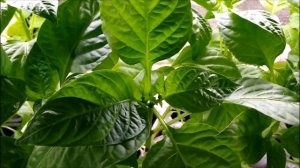 ПРИЩИПНЕМ РАССАДУ ПЕРЦА.. НАРАСТИМ МОЩНЫЕ КУСТЫ..РАССАДА НЕ ВЫТЯНЕТСЯ