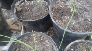 Лук эксибишен . Пересадка лука в горшки.