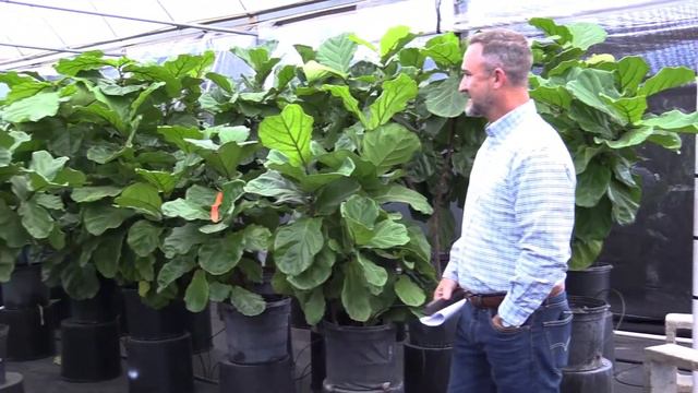 Plantz lyrata availability смотреть онлайн